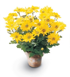 Daisy Chrysanthemum (Large) from Flowers by Ramon of Lawton, OK